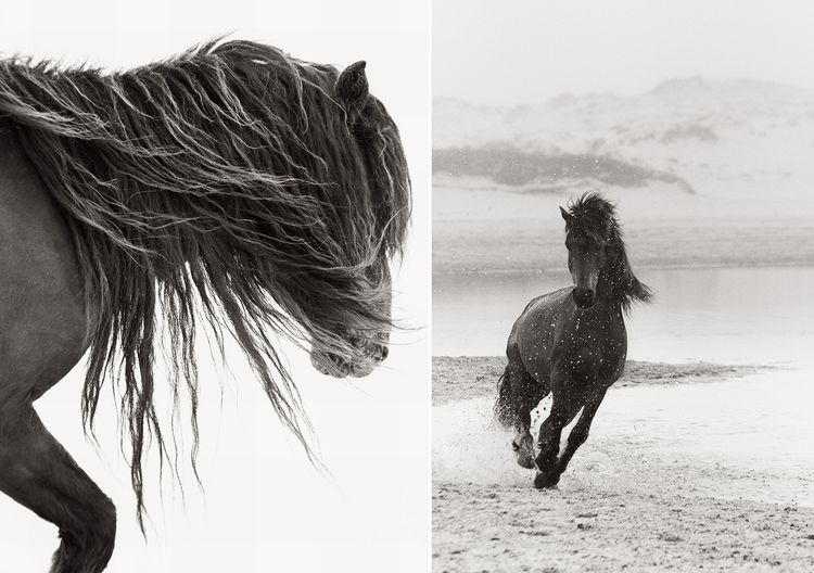 "Discovering the Horses of Sable Island", fot. Drew Doggett